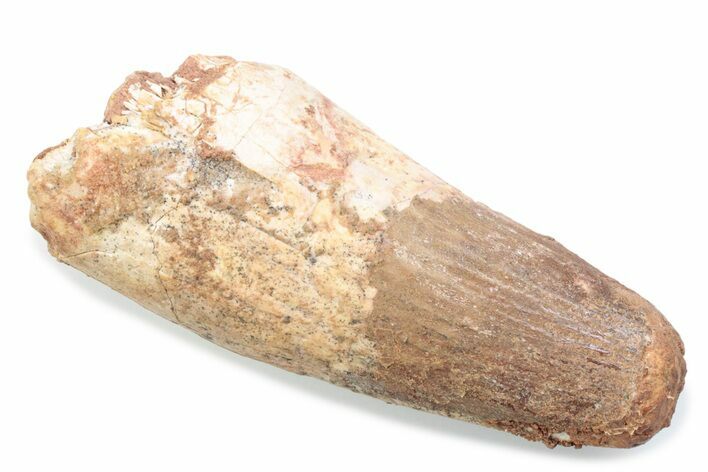 Fossil Spinosaurus Tooth - Feeding Worn Tooth #370520